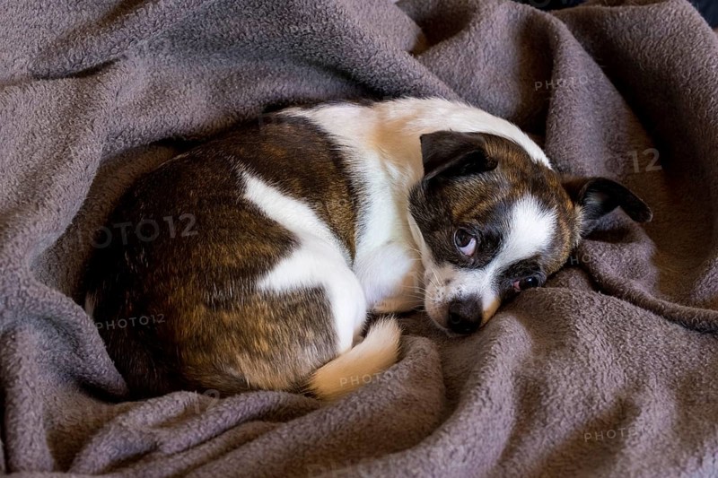 Small Chihuahua dog