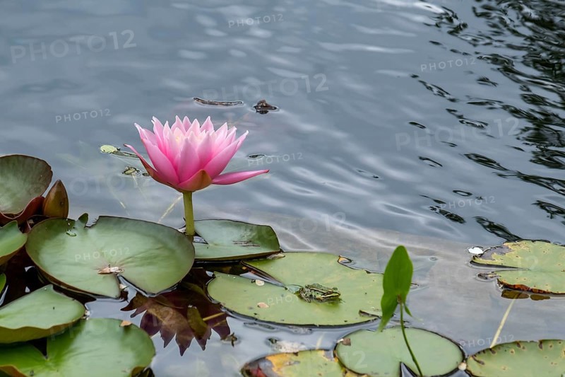 Water lily