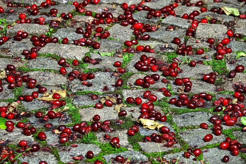 Cornelian cherries