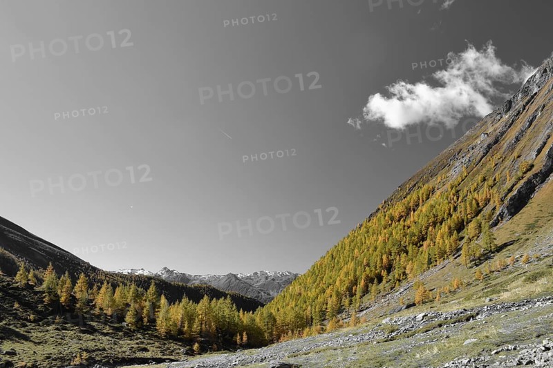 Autumn larch forest near the Steiner Alm