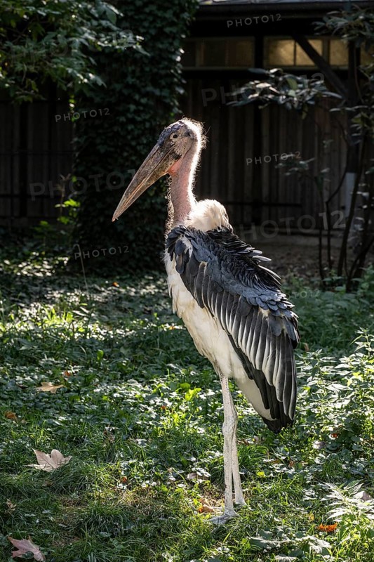Marabou stork