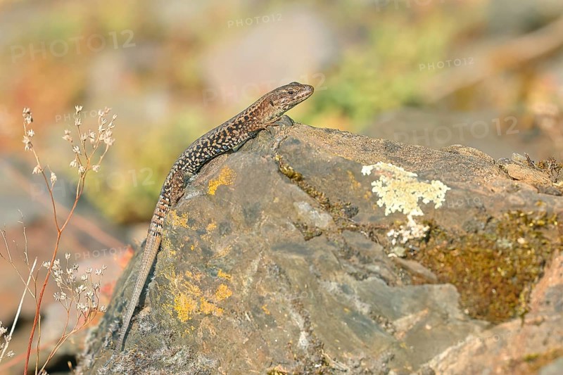 Common wall lizard
