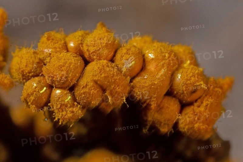 Yellow false hairy mushroom some fruiting bodies with fuzzy yellowish heads next to each other