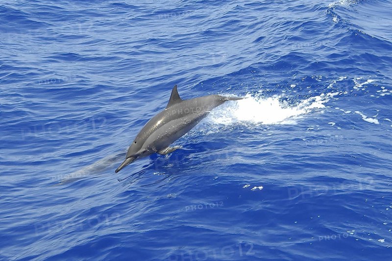 Pacific Dolphin Spinner Dolphin Long-beaked spinner dolphin