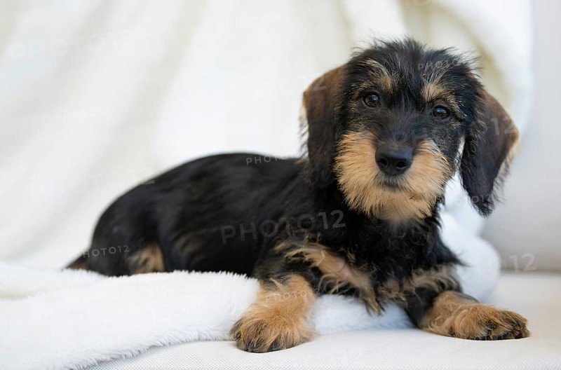Rough-haired dachshund