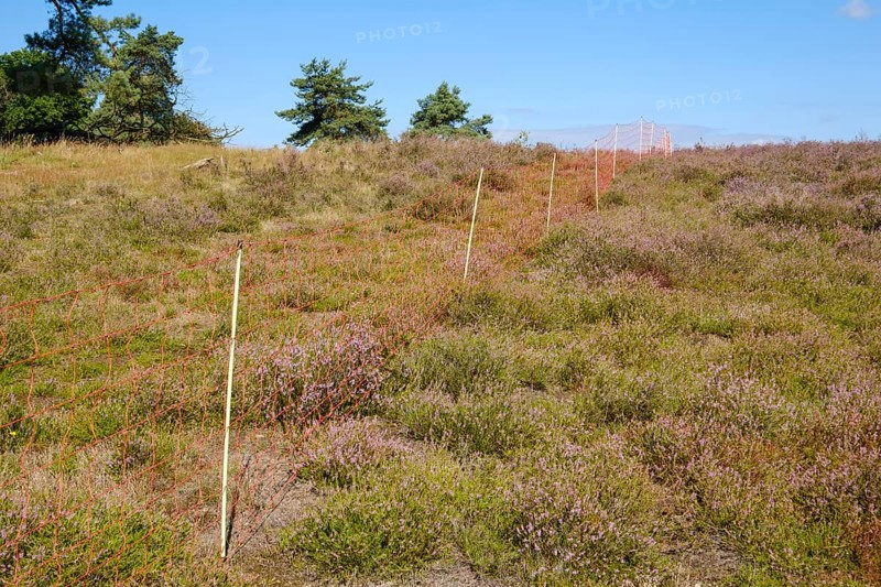 Fence for sheep grazing