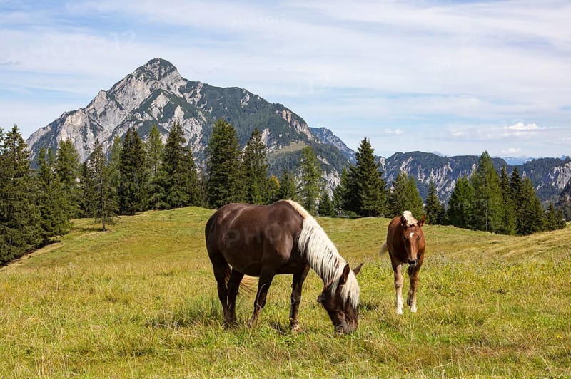 Horses on the mountain pasture with Rinnkogel