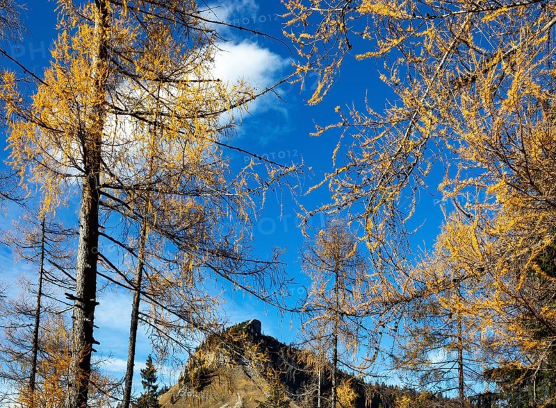 Autumnal yellow lark forest on the Genneralm with view to the Holzeck