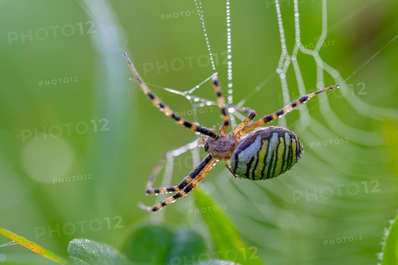 Zebra spider
