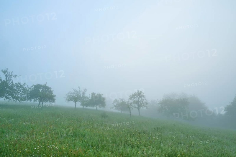 Meadow