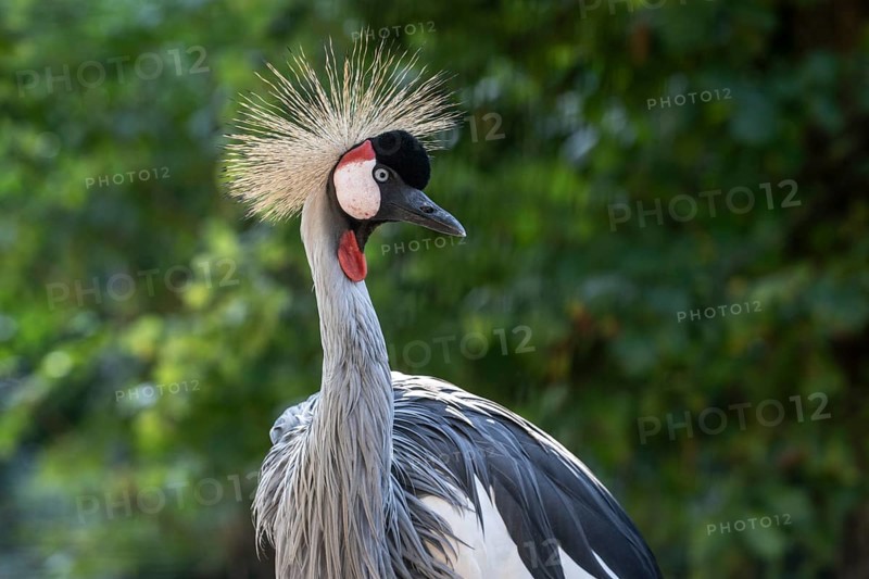 Black crowned crane
