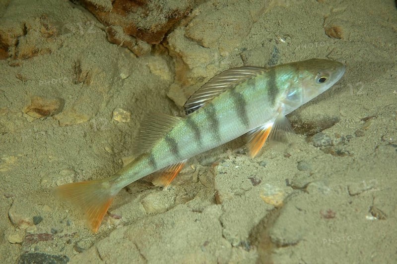Perch