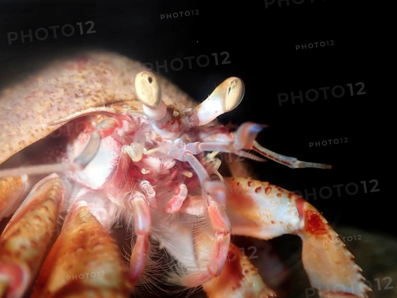 The common hermit crab