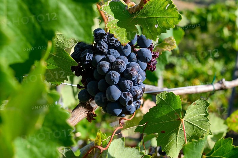 Damaged dry organic grapes in vineyard plantation due to drought and climate change