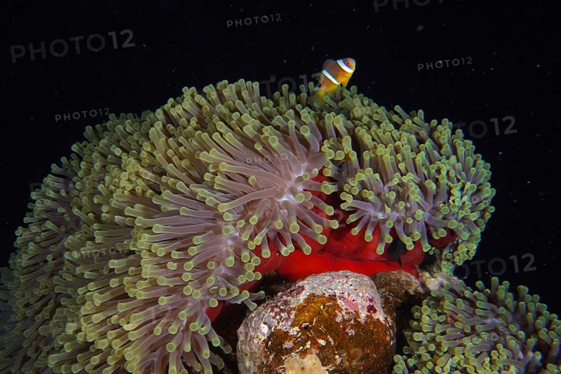 Red splendour anemone
