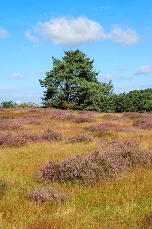 Blooming heathland