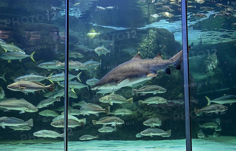 Sand tiger shark