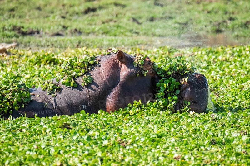Hippo