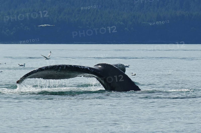 Fluke of a diving humpback whale