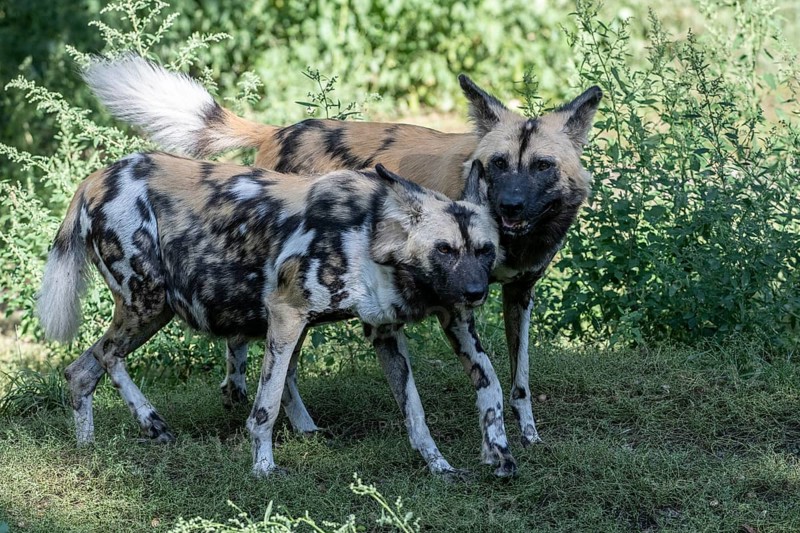 African wild dogs
