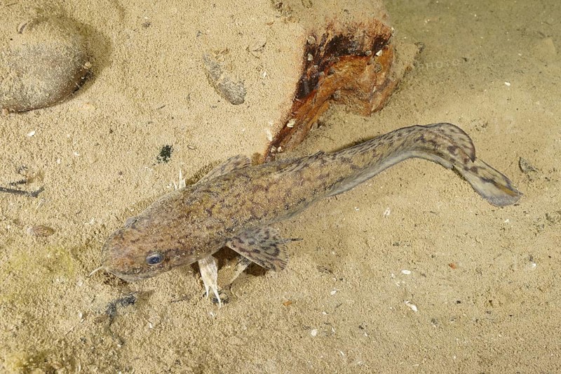 Burbot
