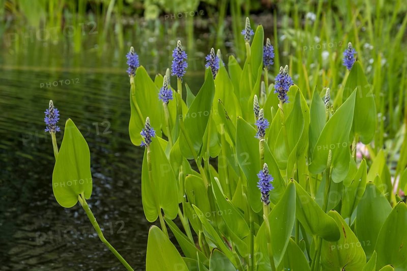Pickerelweed