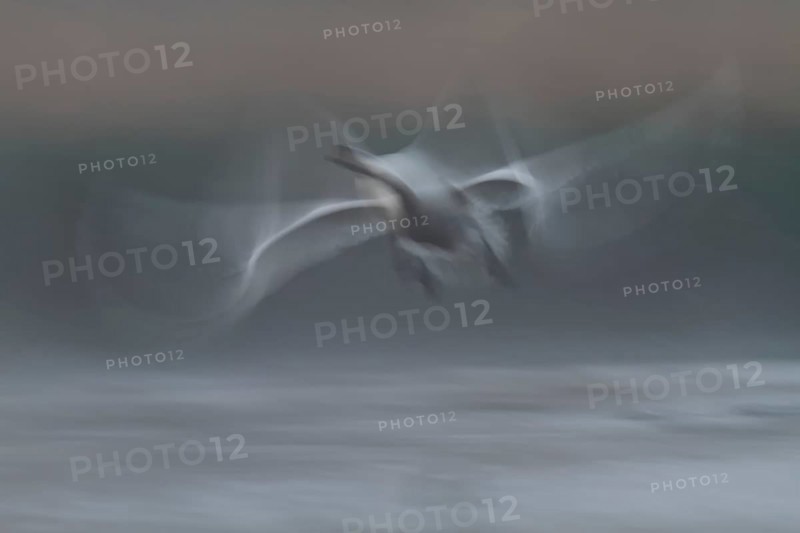 Mute Swan