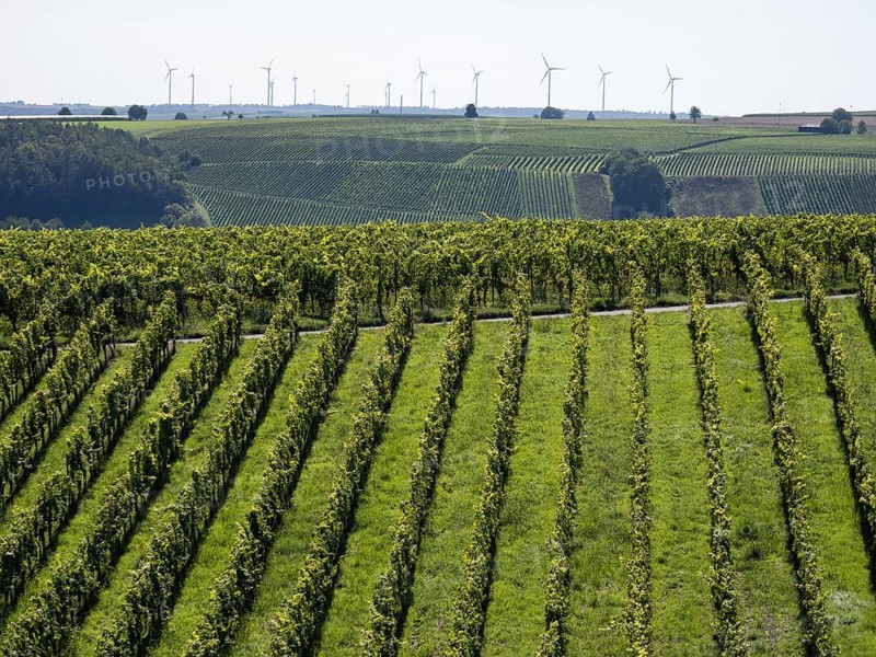 Vineyard