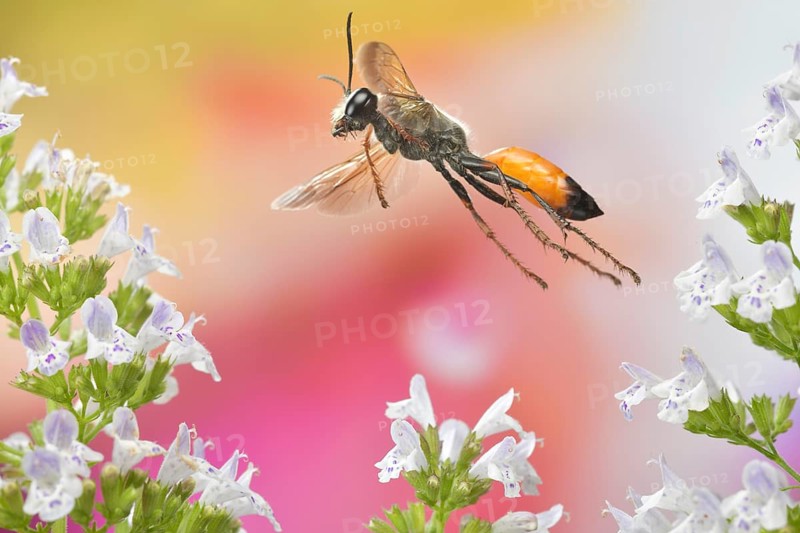 Red-banded sand wasp