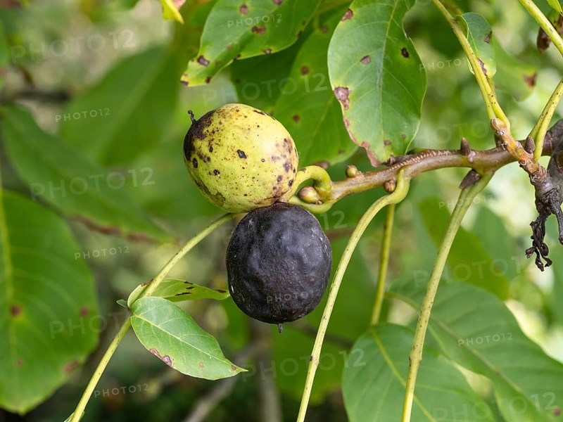 Black walnut