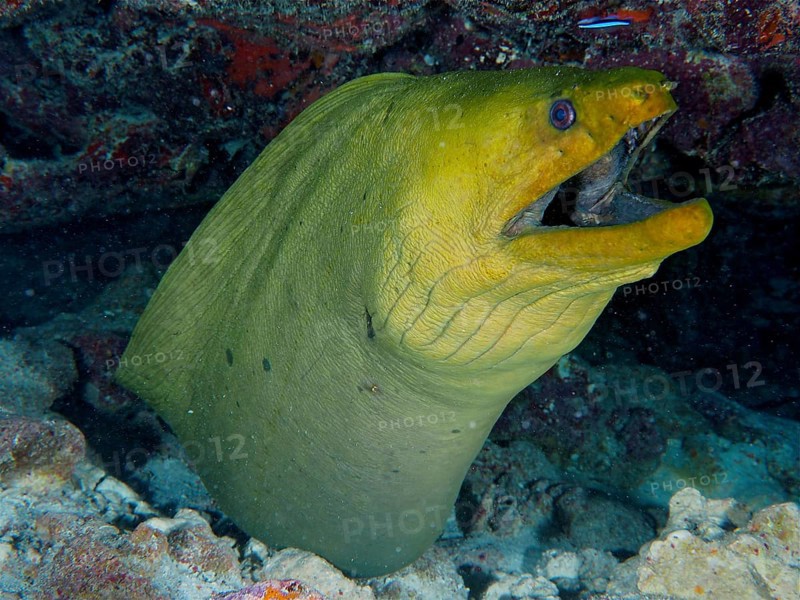 Green moray