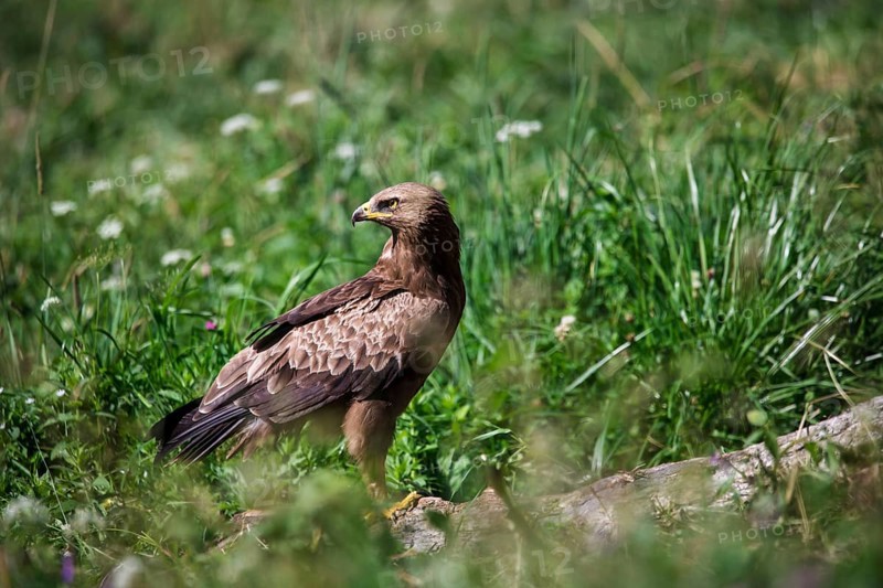 Lesser spotted eagle