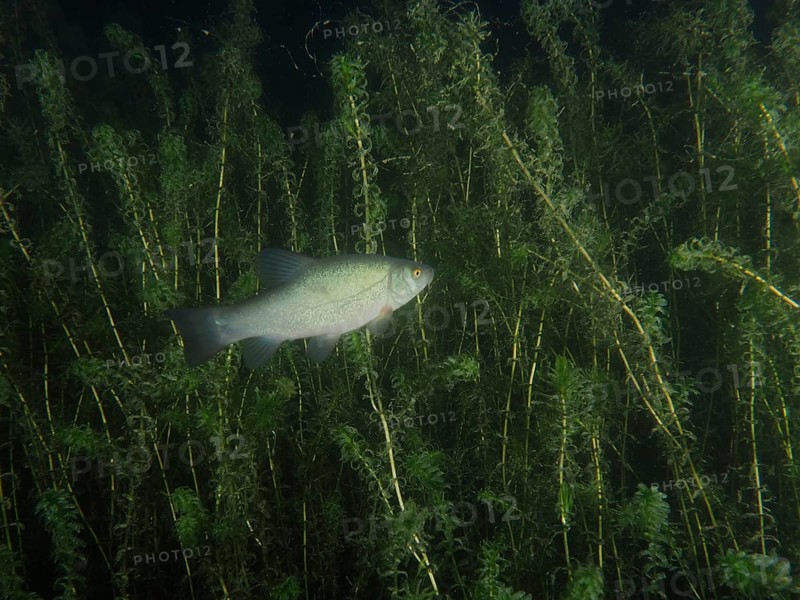 Tench