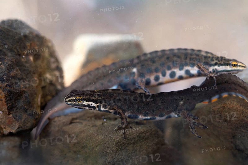 Common newt