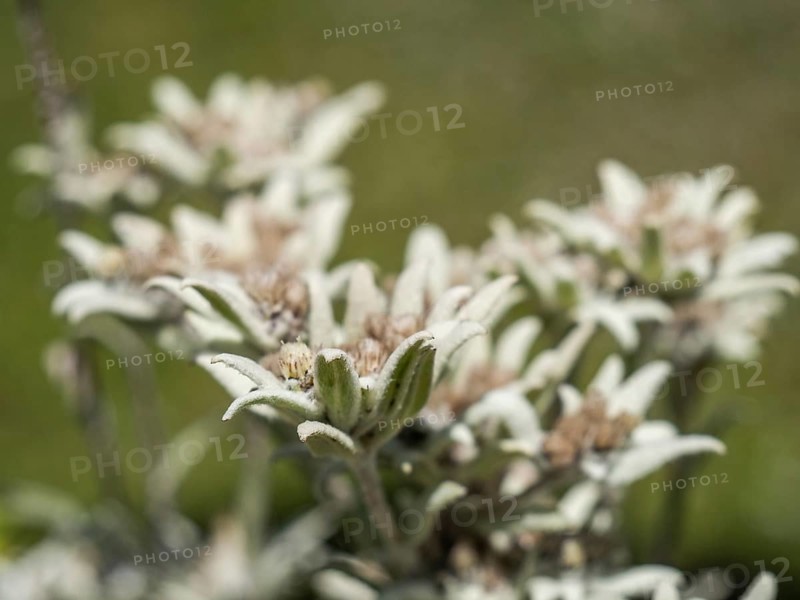 Alpine edelweiss