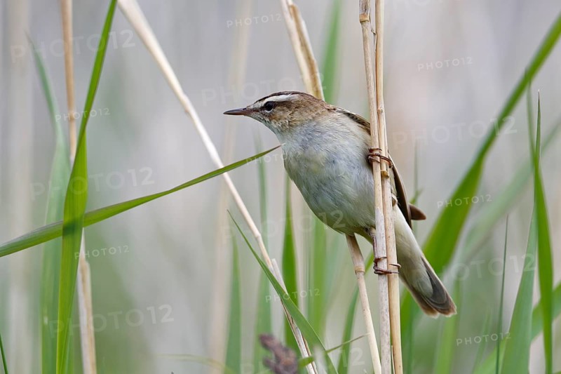 Sedge warbler