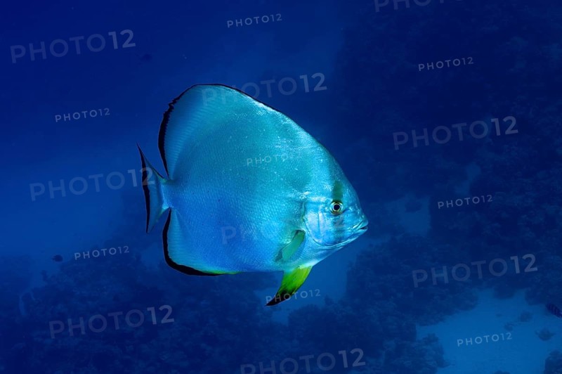 Orbicular batfish