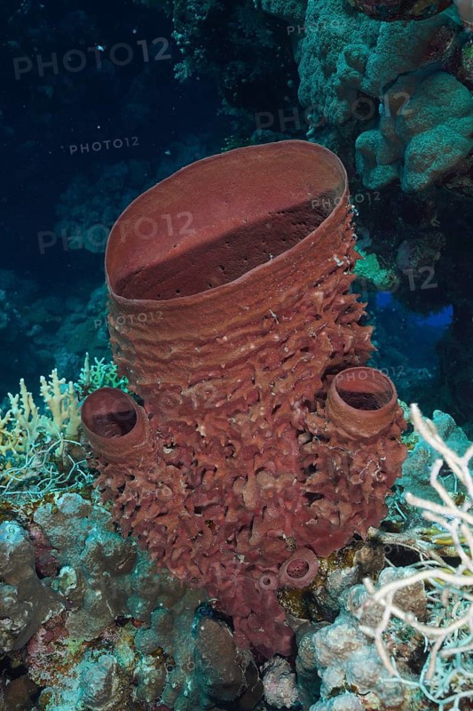 Spiny tube sponge