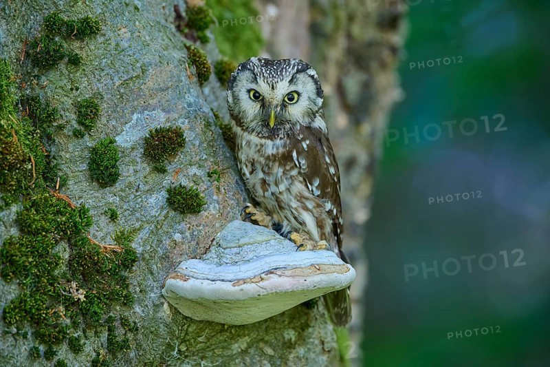Tengmalm's Owl