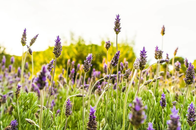 Blooming lavender in a field