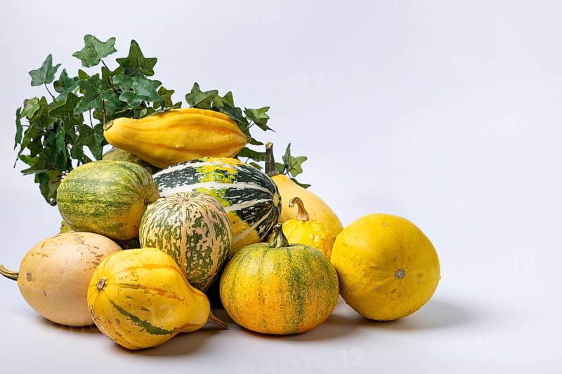 Various ornamental pumpkins with ivy vine