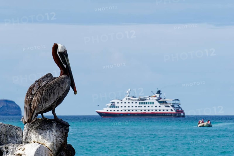 Brown pelican