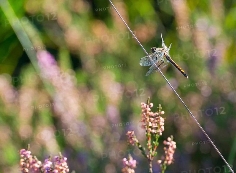 Black darter
