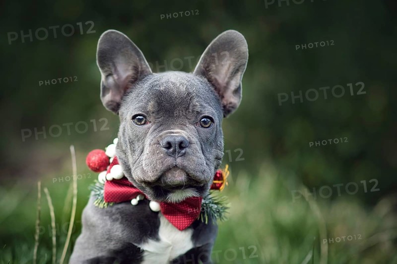 Beautiful young blue French Bulldog dog wearing seasonal Christmas collar with red bow tie on blurry green background