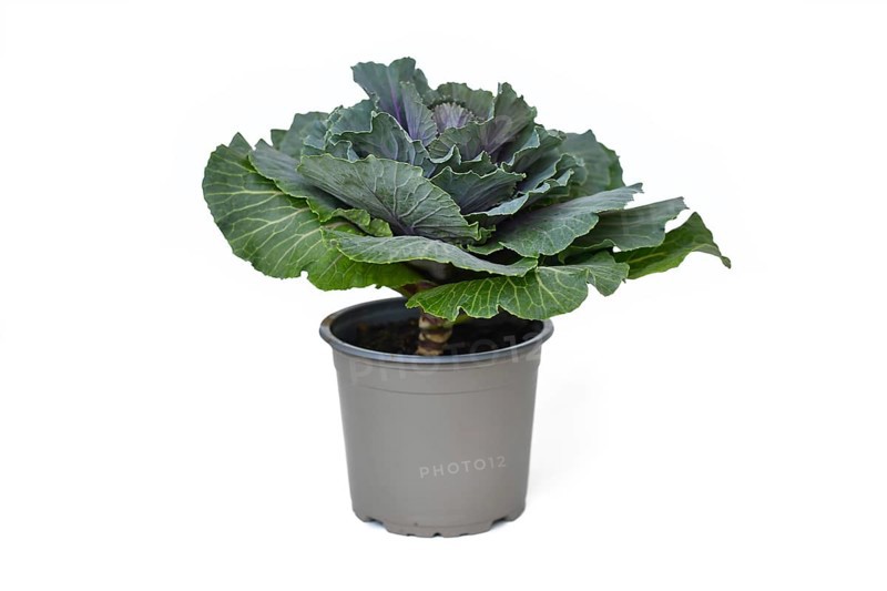 Potted ornamental cabbage on white background