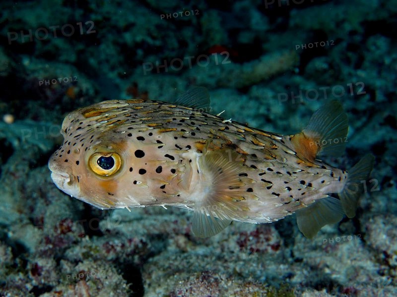 Long-spine porcupinefish