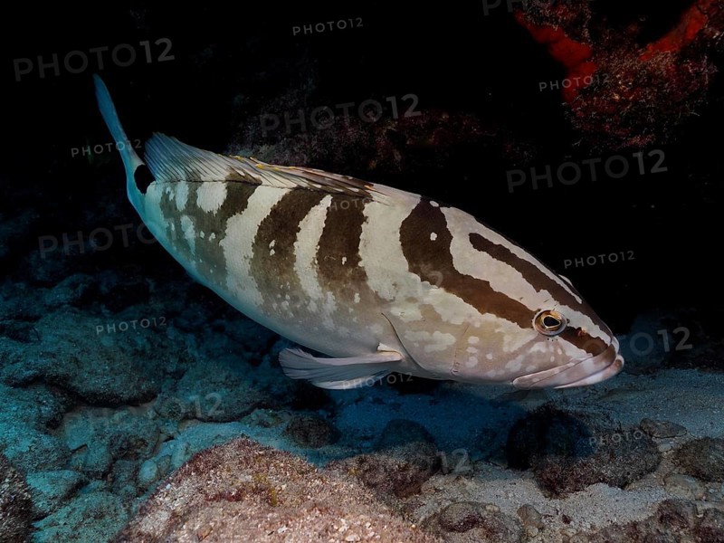 Nassau grouper