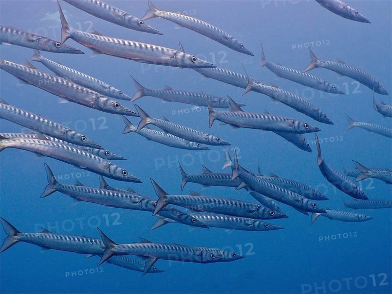 Group of barracuda