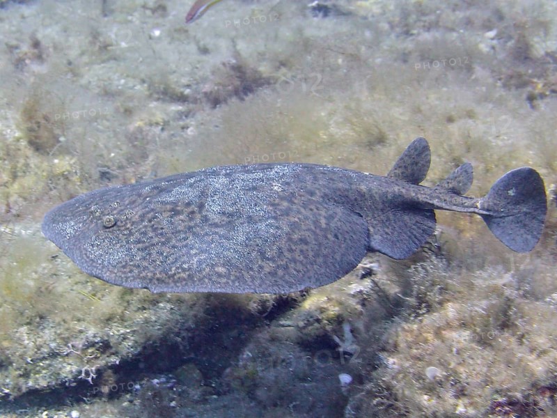 Marbled electric ray