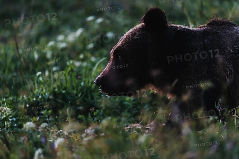 Brown bear